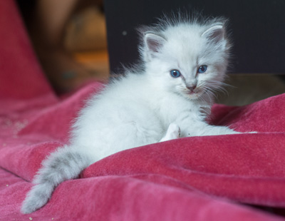 Ragdoll kitten - Simon